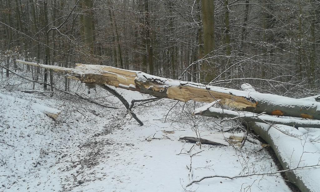 Sturmschaeden in Zuffenhausen